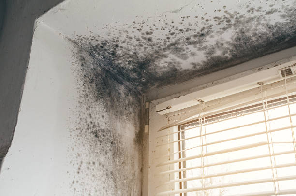 Affordable Mold Inspection And Testing solutions in Bellevue, IL